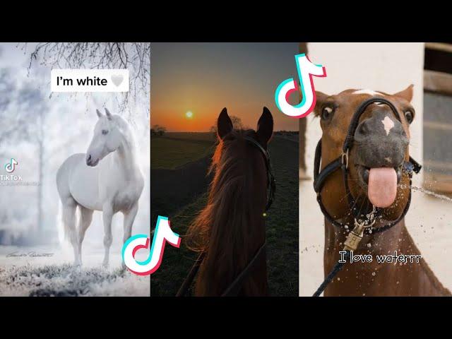 The FUNNIEST Horse TikToks! || 300 special || #episode 1