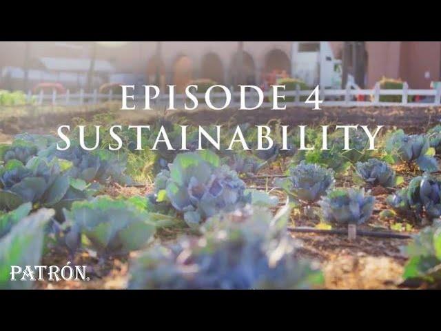 How Patrón Tequila Is Made | Commitment to Sustainability | Ep.4