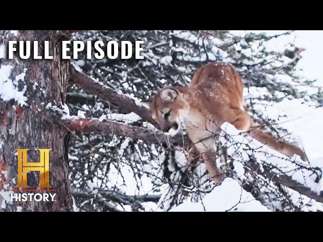 Mountain Men: Marathon High-Speed Lion Chase (S7, E14) | Full Episode