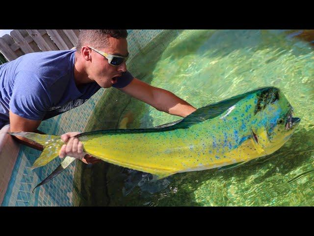 JAWS VS Mahi-Mahi Pond Battle In Aquarium!!