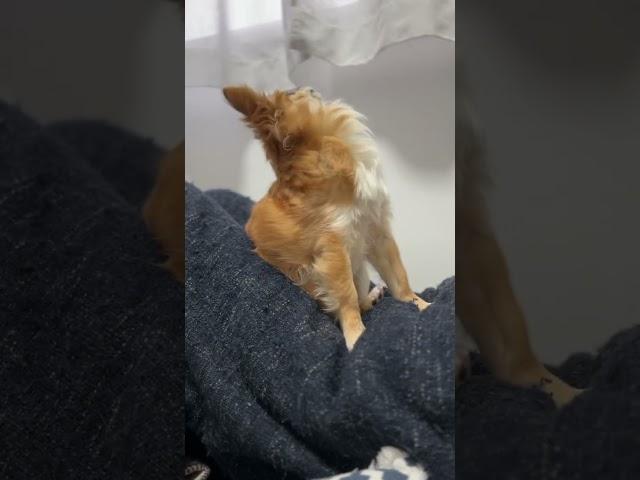 愛犬の背筋力をはじめて見た日#shorts #チワワ #dog #犬