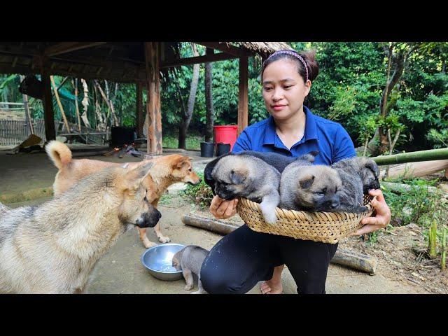 LU Has Given Birth To 5 Puppies - Gardening - Cooking - Lý Thị Ca