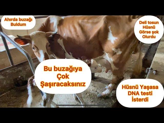 BU BUZAĞI SİZİ ŞAŞIRCAK / DELİ TOSUNUN BEBEĞİ OLDU