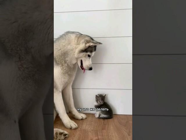 как подружить собаку и кошку?