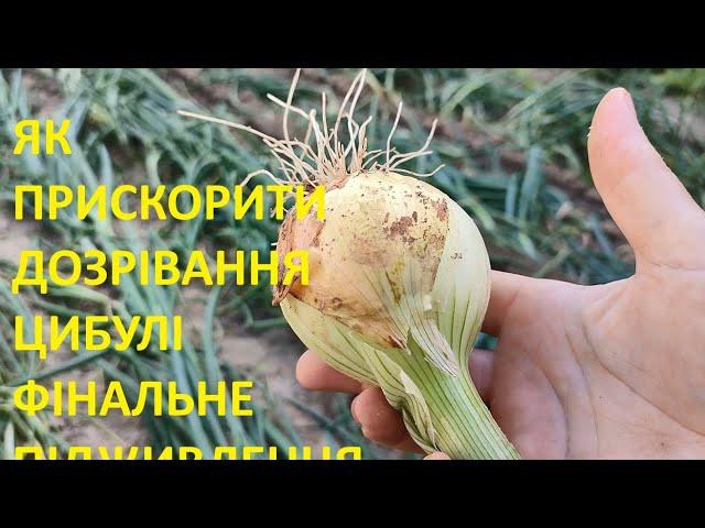 ПРИСКОРЮЄМО ДОЗРІВАННЯ ЦИБУЛІ ТА ПРОВОДИМ ФІНАЛЬНЕ ПІДЖИВЛЕННЯ