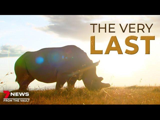 Sudan, the last Northern White Rhino - Documentary 7NEWS