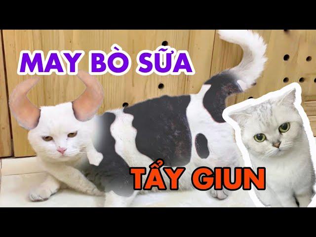 Tẩy giun cho May bò sữa và July công túa | maly.gaugau