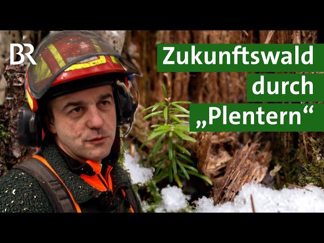 Plenterwälder im Allgäu: Nachhaltige Waldbewirtschaftung aus Tradition | Forst | Unser Land | BR