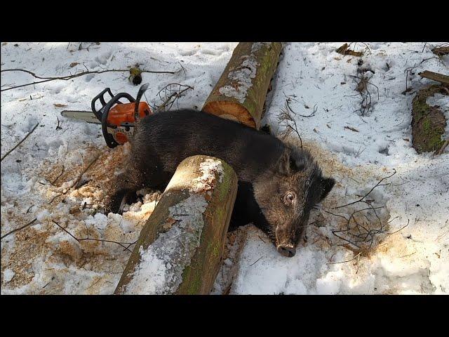 ЖИЗНЬ В ЛЕСУ | Строительство и благоустройство лесного приюта |  бушкрафт | bushcraft.