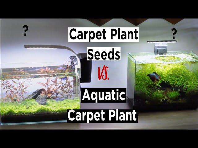 ''Carpet Plant Seeds'' or ''Aquatic Carpet Plants'' - Which one?