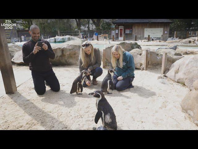 Meet the Penguins at ZSL London Zoo