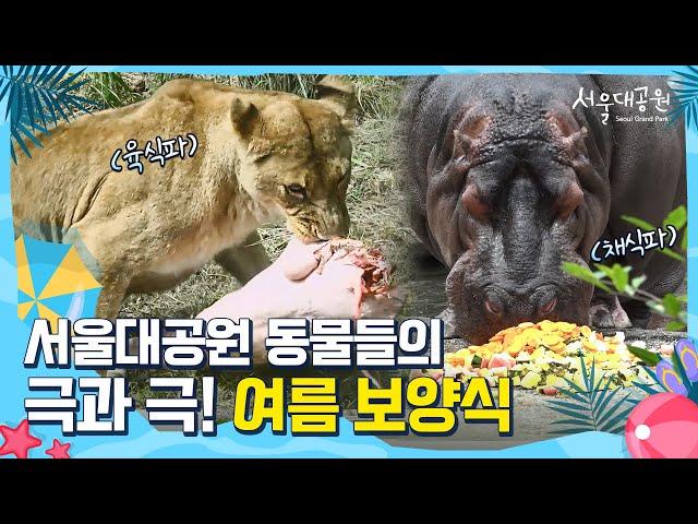 완벽한 다이어트 식단(?) 하마 vs 염소를 통째(!)로 먹는 사자의 여름 보양식 먹방