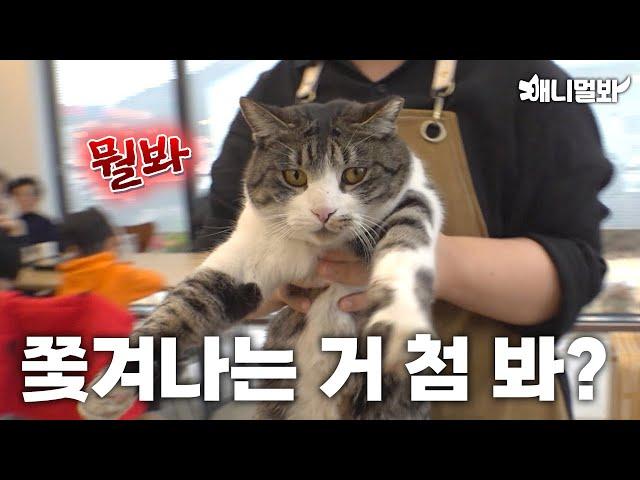 [Legendary Shameless Cat] Enters Cafe everyday without permission