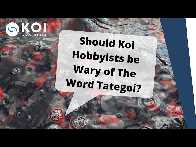 Should Koi Hobbyists be Wary of The Word Tategoi?