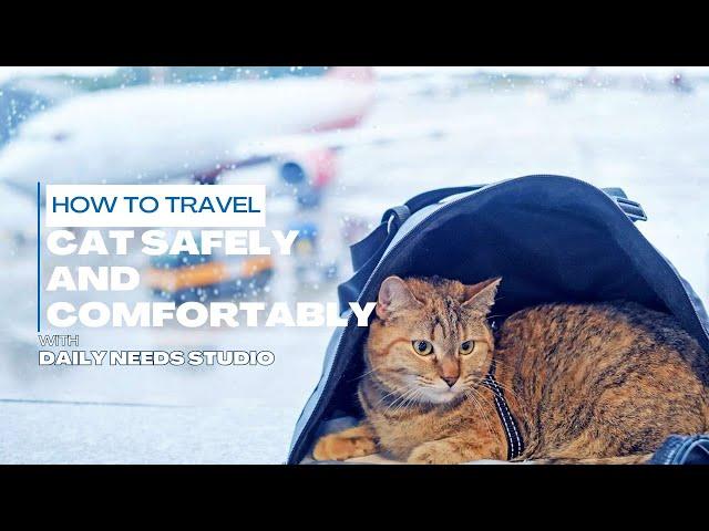 How to Travel with a Cat Safely and Comfortably