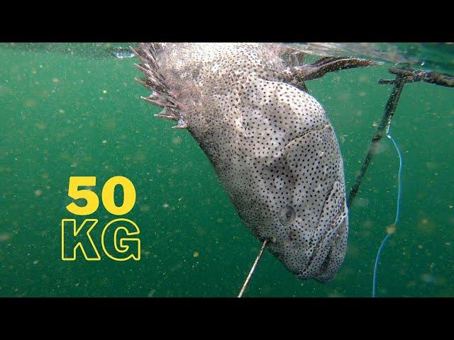 Karachi 50 Kg Monster Grouper