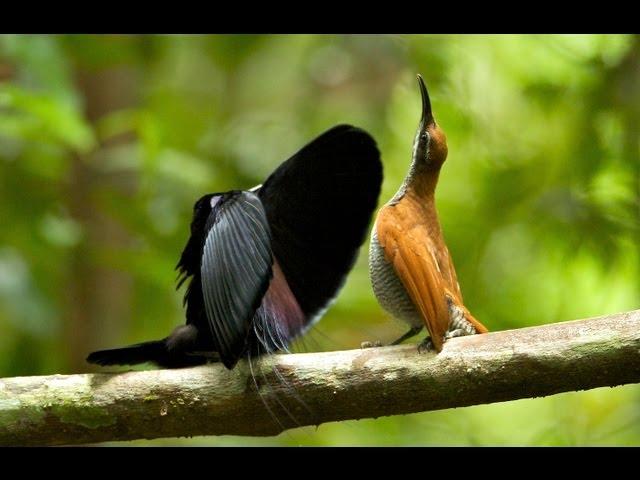 Magnificent Riflebird