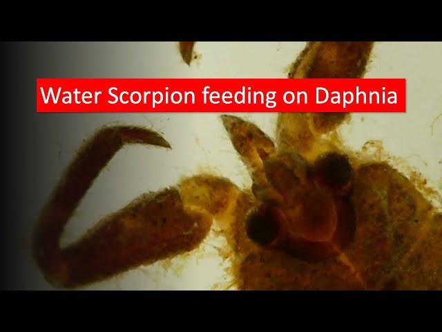 Water scorpion feeding on daphnia #microscope #microscopy #pondlife