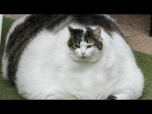 FUNNY FAT CATS!! Try Not To Laugh CHALLENGE