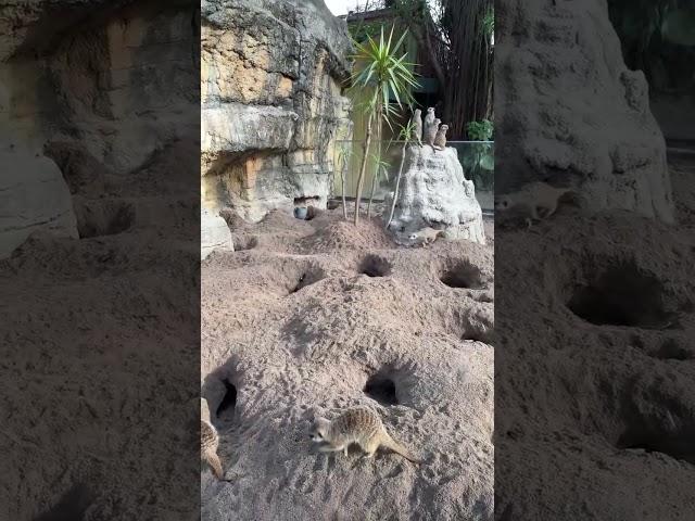 Highlight 0:10 - 5:10 from Funny meerkats live streaming #funnyanimals #funnypets #funnymoments