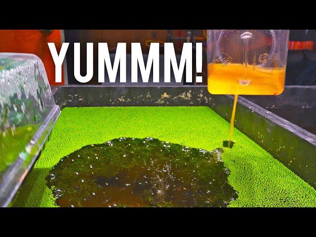 How to Hatch Brine Shrimp Eggs Like a PRO