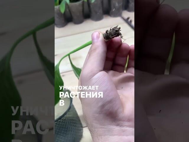 Реанимация спатифиллум / как спасти растения / стволовая гниль/ #растения #комнатныерастения