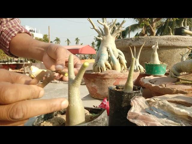 SIMPLE METHODS OF GRAFTING ON ADENIUM PLANTs