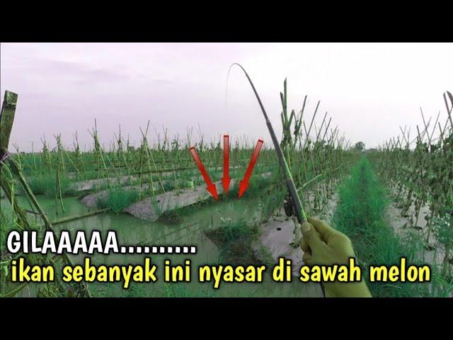 MANCING IKAN NILA DI SAWAH MELON YANG HABIS DI PANEN