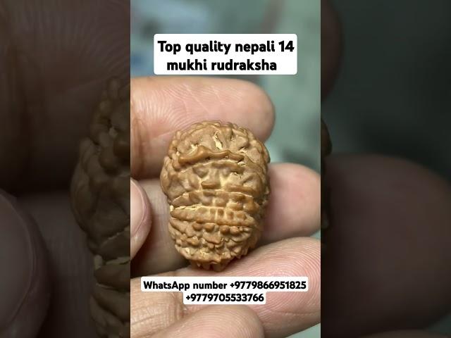 top quality nepali 14 mukhi rudraksha collector piece #youtubeshorts #shorts #rudraksha