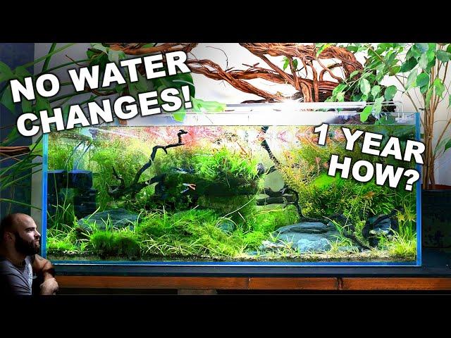 NO WATER CHANGES for a YEAR!! Ecosystem Aquarium How To