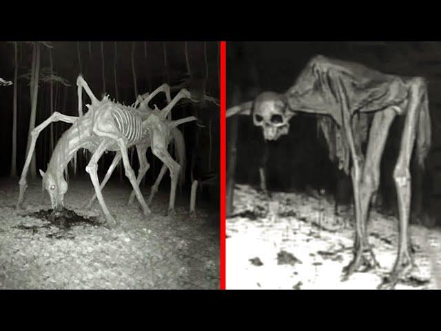 Shocking Times Strange Creatures Were Captured On Camera !