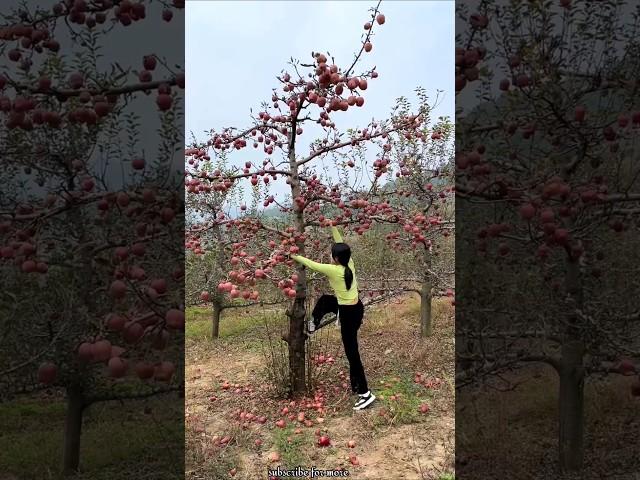 Enjoy Beautiful Natural Fresh Red Apple  Fruit | Amazing Tasty Apple  #shorts #apple #ytshorts