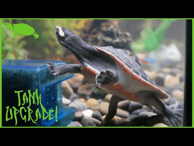 Pink Belly Sideneck Gets a Tank Upgrade | 40 Gallon Turtle Tank Set Up