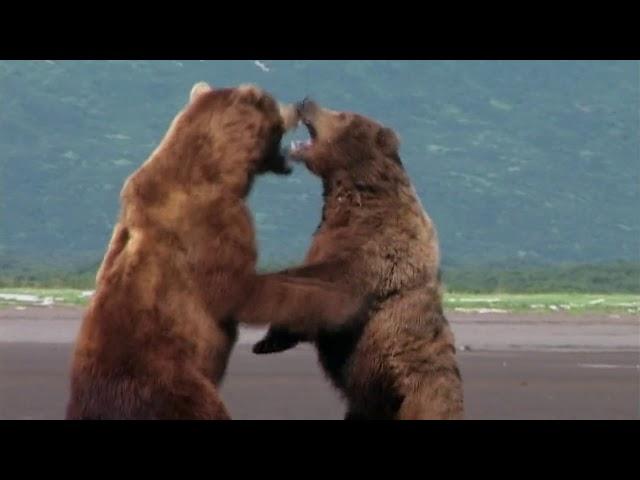 Grizzly man GRIZZLY FIGHT SCENE (HD)