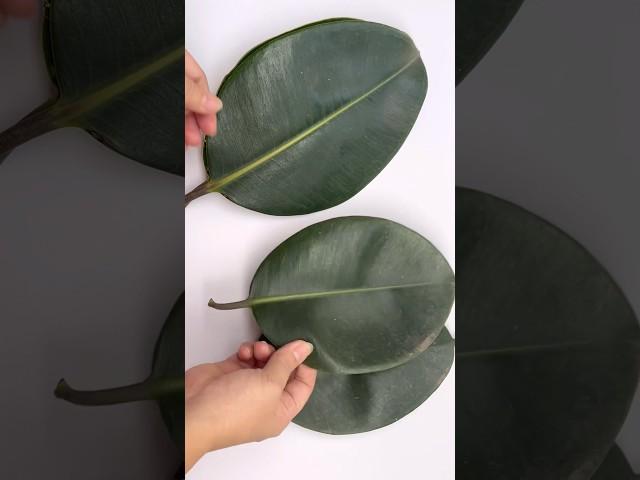 Unique sewing ideas from leaves