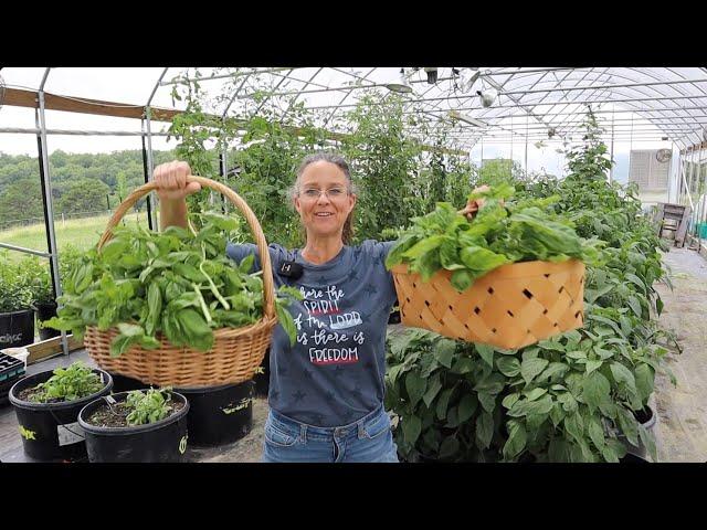 Basil to PESTO! From Plant to Plate.