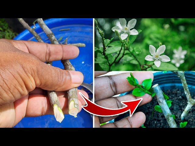 The Secrets of Stem Cuttings Propagation / Cuttings Propagation Easy Method