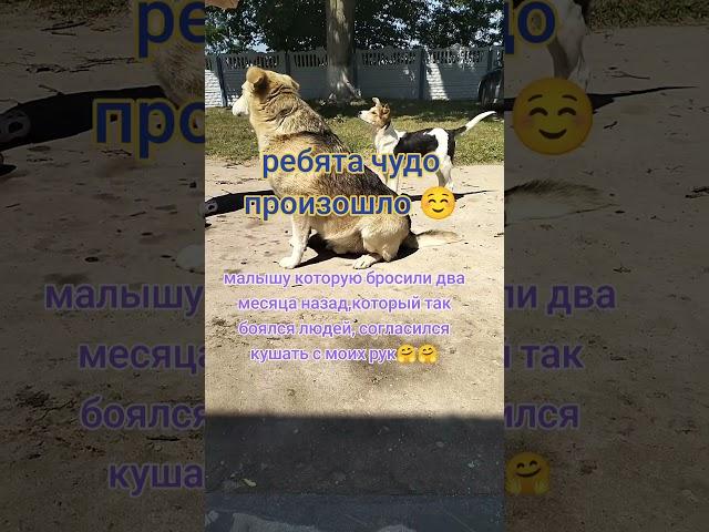 помощь бездомным животным ️