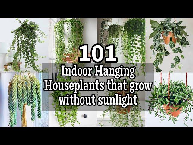 100+ Best Indoor Hanging Houseplants that Don't Need Sunlight To Grow || Houseplants for Shady Rooms