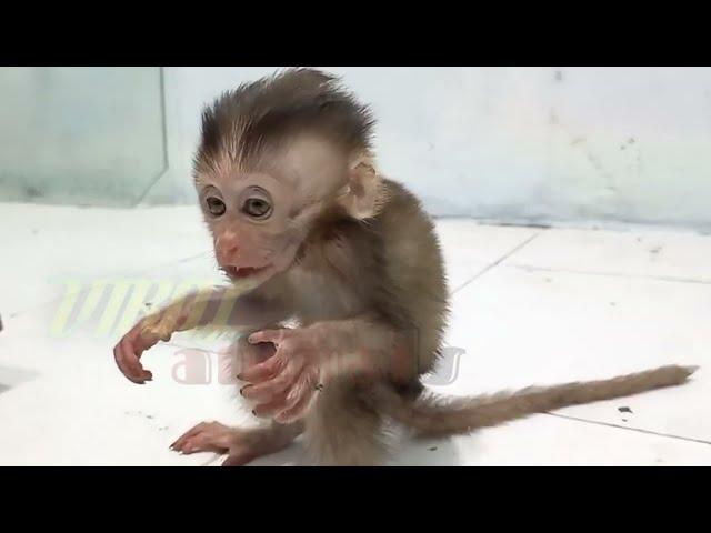baby monpai learns to stand and walk #babymonkey #babymonpai #monkey