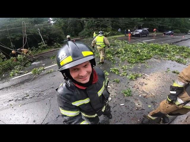 Как дерево победило проспект