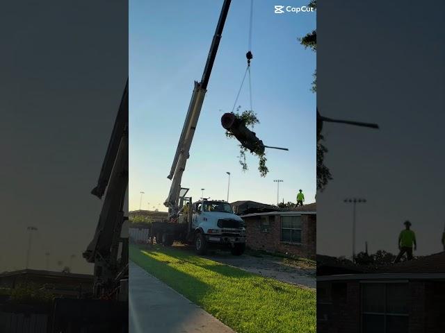 Tree problem? #treeservice #treeremoval (we do not own copyrights)