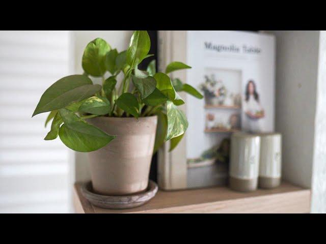 HOME DIY SUMMER PROJECTS // NEW PLANTS // HOME DEPOT SHOPPING // HOME UPDATES