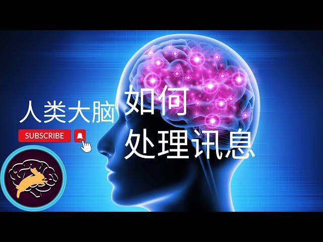 人类大脑如何处理信息？