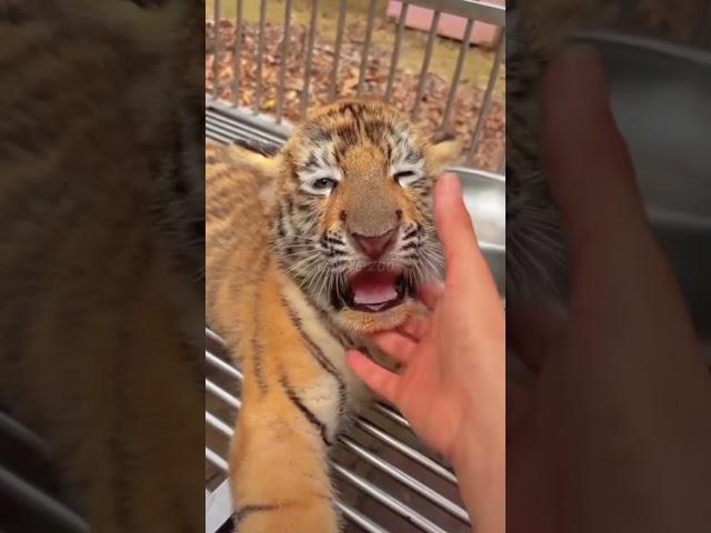 OMG!!! so fierce  #tigercub #tiger #kitten #foryou #fpy #cute #kitty #zoo #adorable