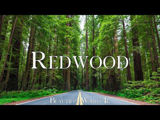 Redwood National Park 4K Ultra HD • Stunning Footage, Scenic Relaxation Film with Calming Music