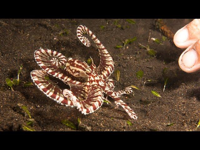 Clever girl  #shorts #shortsfeed #mimicoctopus #octopus #mimicry #seacreatures