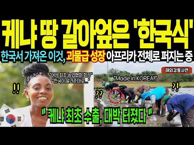 케냐 외딴 마을, 한국식 받아 들이더니 수출까지 대박 터졌다, 아프리카 전체가 한국식으로 재편되는 중 [해외감동사연]