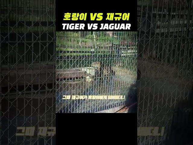 호랑이 VS 재규어 싸움 ㄷㄷ