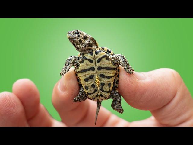 Last of the Wild Baby Turtles! + Tortoise Emergency at Garden State Tortoise!